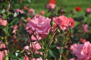 Rožu ziedēšana, Nacionālais Botāniskais dārzs Salaspilī - 50