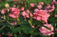 Rožu ziedēšana, Nacionālais Botāniskais dārzs Salaspilī - 51
