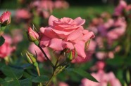 Rožu ziedēšana, Nacionālais Botāniskais dārzs Salaspilī - 52