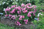 Rožu ziedēšana, Nacionālais Botāniskais dārzs Salaspilī - 53