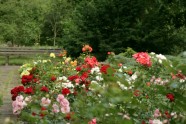 Rožu ziedēšana LU Botāniskajā dārzā - 1