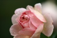 Rožu ziedēšana LU Botāniskajā dārzā - 2