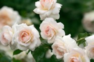 Rožu ziedēšana LU Botāniskajā dārzā - 3