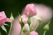 Rožu ziedēšana LU Botāniskajā dārzā - 4