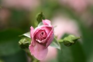 Rožu ziedēšana LU Botāniskajā dārzā - 5