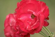 Rožu ziedēšana LU Botāniskajā dārzā - 6