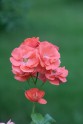 Rožu ziedēšana LU Botāniskajā dārzā - 7