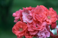 Rožu ziedēšana LU Botāniskajā dārzā - 8