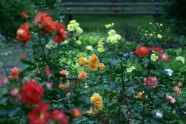 Rožu ziedēšana LU Botāniskajā dārzā - 10