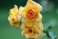 Rožu ziedēšana LU Botāniskajā dārzā - 11