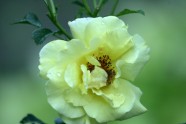 Rožu ziedēšana LU Botāniskajā dārzā - 12