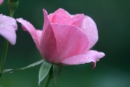 Rožu ziedēšana LU Botāniskajā dārzā - 18