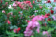 Rožu ziedēšana LU Botāniskajā dārzā - 19