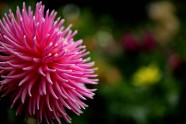 Rozā krāsa puķes - 4