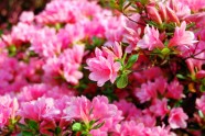 Rozā krāsa puķes - 5