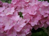 Rozā krāsa puķes - 7