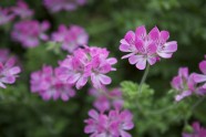 Rozā krāsa puķes - 8