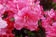 Rozā krāsa puķes - 9