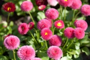 Rozā krāsa puķes - 11