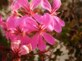 Rozā krāsa puķes - 12