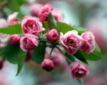 Rozā krāsa puķes - 13