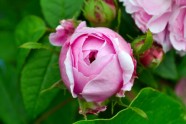 Rozā krāsa puķes - 15