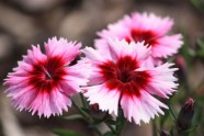 Rozā krāsa puķes - 16