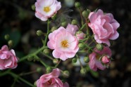 Rozā krāsa puķes - 17