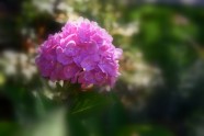 Rozā krāsa puķes - 18