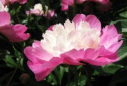 Rozā krāsa puķes - 19