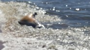 Saulkrastu pludmalē izskalots miris ronis - 2