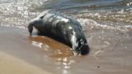 Saulkrastu pludmalē izskalots miris ronis - 3