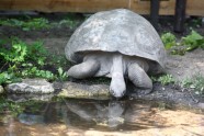 Bruņurupuču svēršana - 2