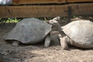 Bruņurupuču svēršana - 5