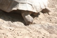 Bruņurupuču svēršana - 10