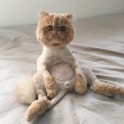 Kaķis Vinstons, kurš sēž kā cilvēks un rāda mēli - 1