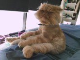 Kaķis Vinstons, kurš sēž kā cilvēks un rāda mēli - 3