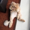 Kaķis Vinstons, kurš sēž kā cilvēks un rāda mēli - 5