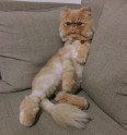 Kaķis Vinstons, kurš sēž kā cilvēks un rāda mēli - 6