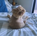 Kaķis Vinstons, kurš sēž kā cilvēks un rāda mēli - 8