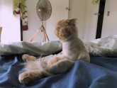 Kaķis Vinstons, kurš sēž kā cilvēks un rāda mēli - 9