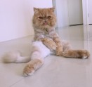Kaķis Vinstons, kurš sēž kā cilvēks un rāda mēli - 13