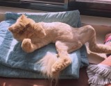 Kaķis Vinstons, kurš sēž kā cilvēks un rāda mēli - 15