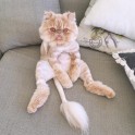 Kaķis Vinstons, kurš sēž kā cilvēks un rāda mēli - 17