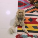 Kaķis Vinstons, kurš sēž kā cilvēks un rāda mēli - 18
