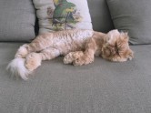 Kaķis Vinstons, kurš sēž kā cilvēks un rāda mēli - 19