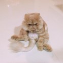 Kaķis Vinstons, kurš sēž kā cilvēks un rāda mēli - 20