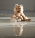 Kaķis Vinstons, kurš sēž kā cilvēks un rāda mēli - 21