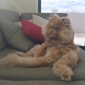 Kaķis Vinstons, kurš sēž kā cilvēks un rāda mēli - 22