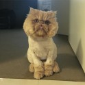 Kaķis Vinstons, kurš sēž kā cilvēks un rāda mēli - 23